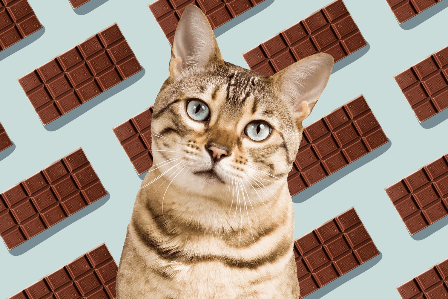 Can-Cats-Eat-Chocolate-Is-Chocolate-Bad-For-Cats-1