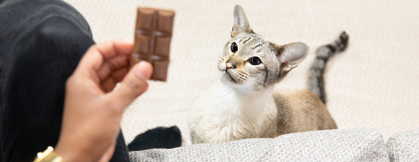 Can-Cats-Eat-Chocolate-Is-Chocolate-Bad-For-Cats-2